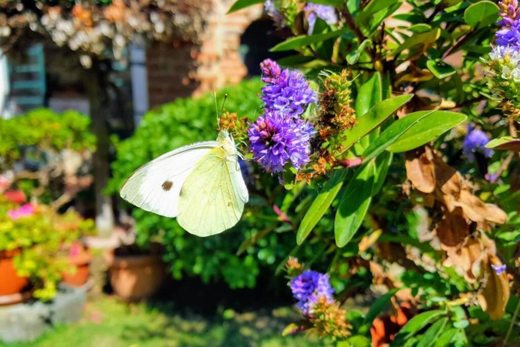 Bellavista La Tua Romantica Vacanza Sul Trasimeno Lägenhet Castiglione del Lago Exteriör bild